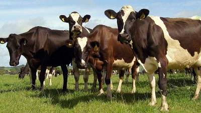 Debate sobre la carne vacuna