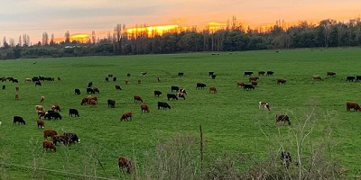 Nueva Zelanda, el país con más vacas que habitantes, aprueba ley que cobrará por el CO2 de los alimentos