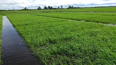 Presentaron el primer curasemilla biológico para arroz
