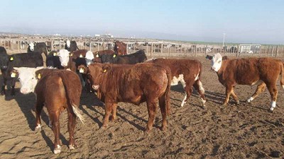 Sarna bovina: una enfermedad que nunca se fue