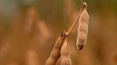 Soja: nuevas variedades ponen el foco en el rendimiento y en la estabilidad