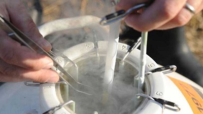 España: con selección genética buscan reducir la emisión de gases de efecto invernadero de los rodeos lecheros