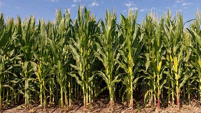 Bayer y Nitragin, dos gigantes unidas detrás de la última tecnología en maíz