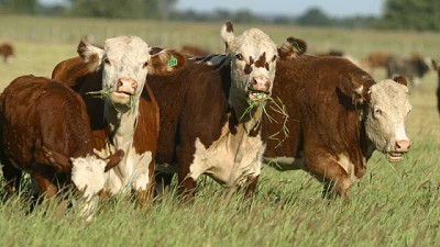 Ganadería: se podrían exportar hasta 800.000 toneladas más