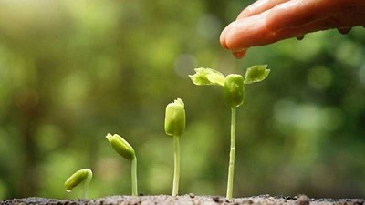 CRONOSOJA: el software que ayuda a planificar la siembra de la soja