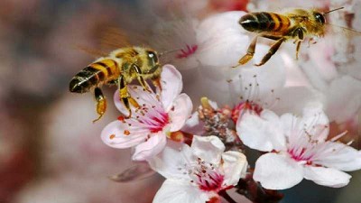 Rendimientos de cultivos de EE.UU. amenazados por disminución de abejas y otros polinizadores