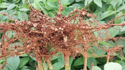 Stoller aporta soluciones para incrementar el rendimiento en soja