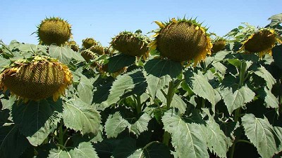 Nuevos girasoles con más aceite y mejor rendimiento