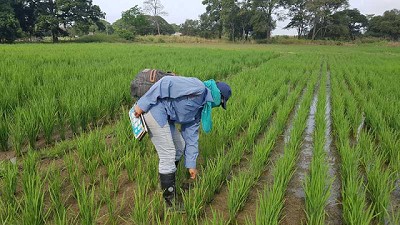 La exitosa apuesta de un agricultor venezolano por la innovación que mejora la resiliencia del arroz