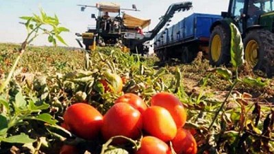 La producción de hortalizas en el Sur mendocino registra un significativo repunte