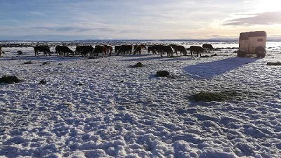 Enfrentar nevadas extremas y evitar pérdidas ganaderas, el desafío