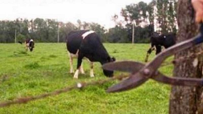 En Santa Fe “es constante” el robo de ganado