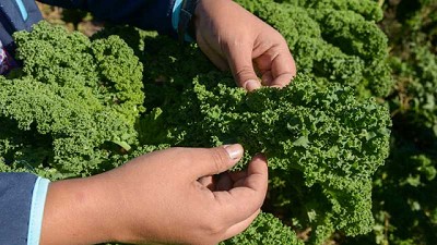 Agricultura creó el Programa de Promoción del Trabajo, Arraigo y Abastecimiento Local, destinando $100 millones para los sectores más vulnerables de la economía popular