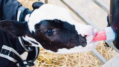 El bienestar animal en la crianza de terneros