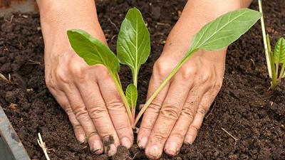 ProHuerta: una política pública con 30 años de historia