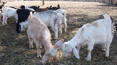 El Ministerio de Agricultura destinará más de 68 millones de pesos al fortalecimiento caprino cordobés
