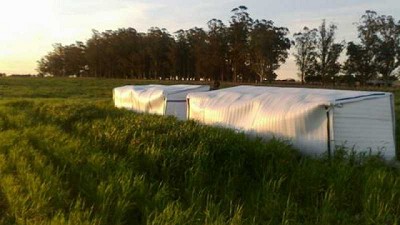 Trigo: diseñan un modelo para estimar el daño por helada