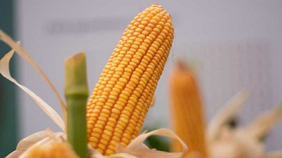 NK lleva su estrategia de manejo e innovación en semillas al Congreso AAPRESID Virtual