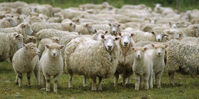 Emergencias, quebrantos y parálisis. Grave situación del sector ovino y pocas repuestas