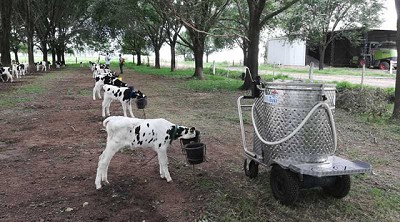 Innovación para crianza de terneros y equipos de frío