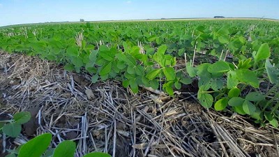 Inocular y fertilizar, dos prácticas que se complementan en beneficios