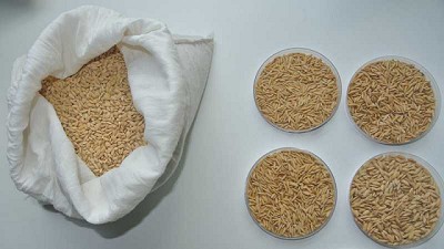 Arroz: crean una herramienta para la verificación de cultivares