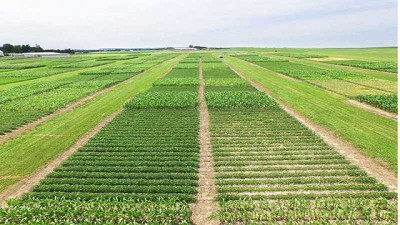 Científicos descubren una forma de crear cultivos resistentes a inundaciones