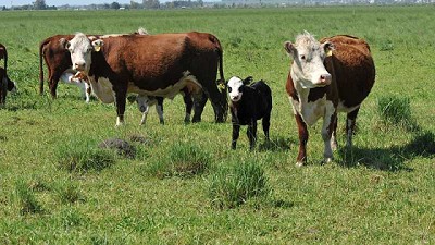 Un productor CREA acortó el servicio para destetar más kilos