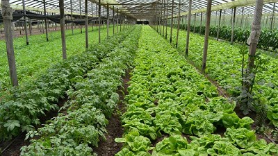 Aprueban proyectos hortícolas agroecológicos para 2400 productores