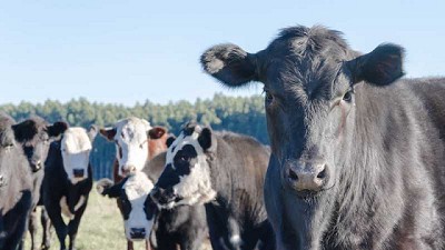 Vacunos: incremento de casi 7 puntos en relación a julio