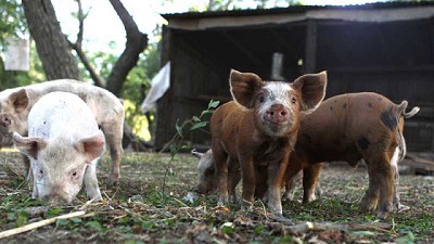 Brindan recomendaciones para evitar la propagación y el contagio de la triquinosis