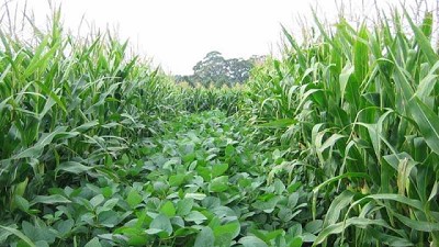 Cultivos intercalados, una opción para reducir el costo de alimentación del ganado