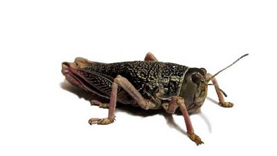 Alerta por nacimientos de tucuras sapo en las provincias de Río Negro, Chubut y Santa Cruz