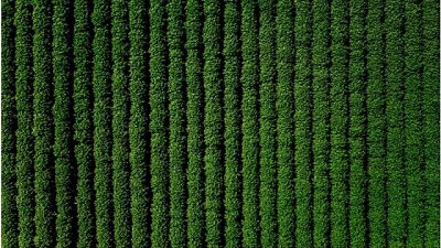 Descubrimiento de proteínas vegetales podría reducir necesidad de fertilizantes