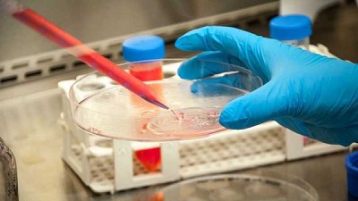 Construyen una biblioteca de nanoanticuerpos de llamas contra la COVID-19