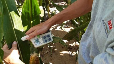 Evalúan el uso de efluentes porcinos como enmienda orgánica en maíz