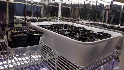 Aplican tecnología para obtener líneas de trigo más competitivos