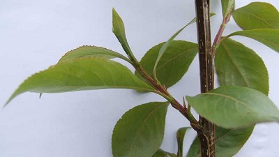 Presentan clones de álamos y sauces seleccionados para la Patagonia