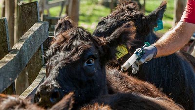 Garrapata bovina: detectan resistencia a la ivermectina