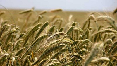 ADM lanza nuevos alimentos de proteínas texturizada de trigo y arvejas