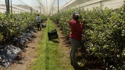 La cosecha de arándanos de la Mesopotamia tiene protocolo Covid con aval científico del Centro Stamboulian