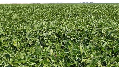 La soja también responde a la sintonía fina