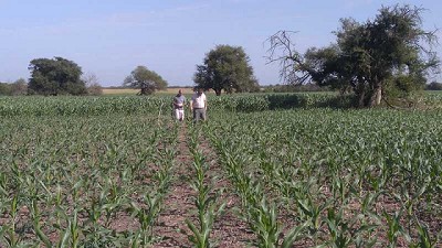 Evalúan estrategias para multiplicar los rindes en híbridos de maíz