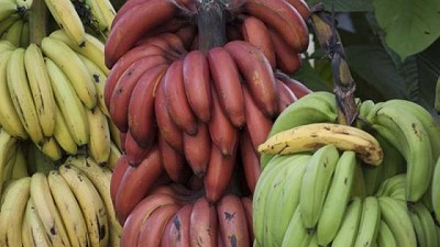 Banano rojo: El plátano que sabe a frambuesa y es originario de Ecuador