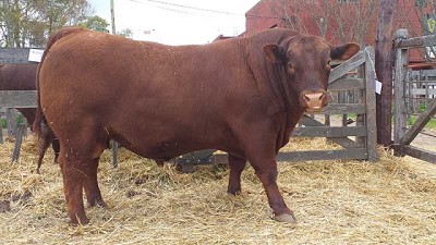 Un toro Angus Puro Controlado fue vendido hoy en casi 600 mil pesos