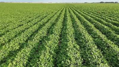 Manejo integrado de malezas en maní