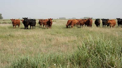  Impulsan la construcción de indicadores de sustentabilidad de la carne argentina