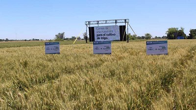 Bioceres recibe la aprobación regulatoria del trigo HB4® en Argentina