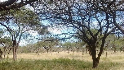 En bosques nativos, los sistemas ganaderos emiten menos óxido nitroso