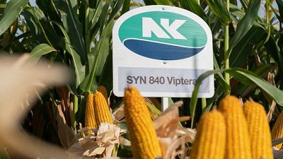 Maíz: Más híbridos de alto potencial y estabilidad para siembras tardías